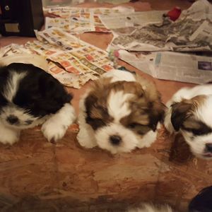 Meet your Posher, Adrianne